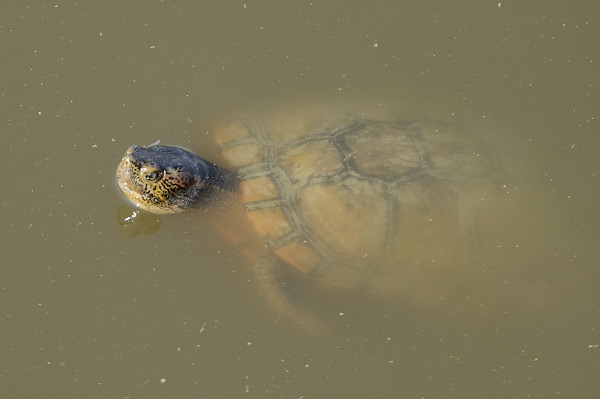 Aiuto identificazione Trachemys